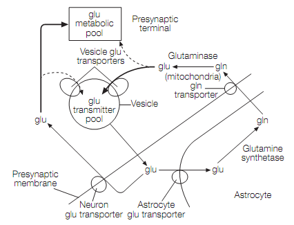 2402_Excitatory amino acids 1.png